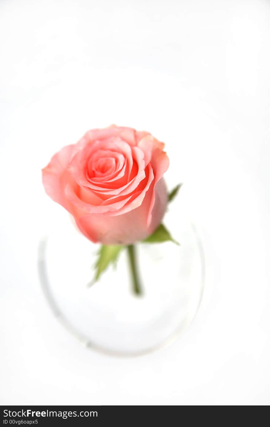 A Rose In Glass  Vase