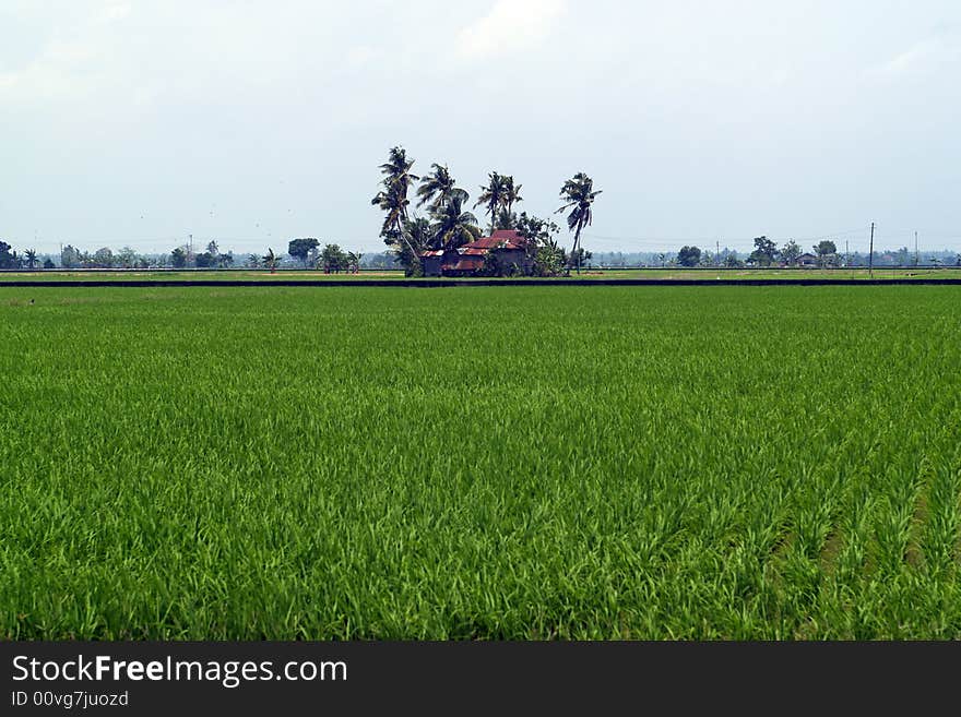 SmallHouseInPaddyField