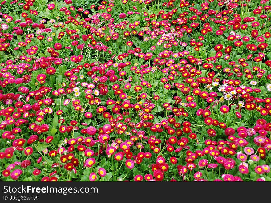 The colorful daisy flower bed in the spring. The colorful daisy flower bed in the spring.