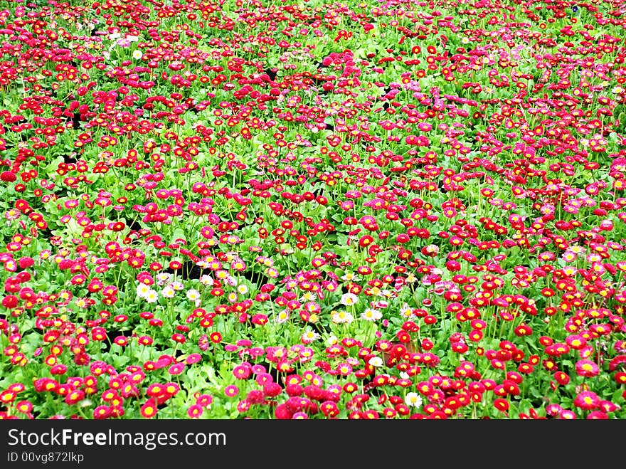 Spring flower garden,flower bed,colorful daisies. Spring flower garden,flower bed,colorful daisies.