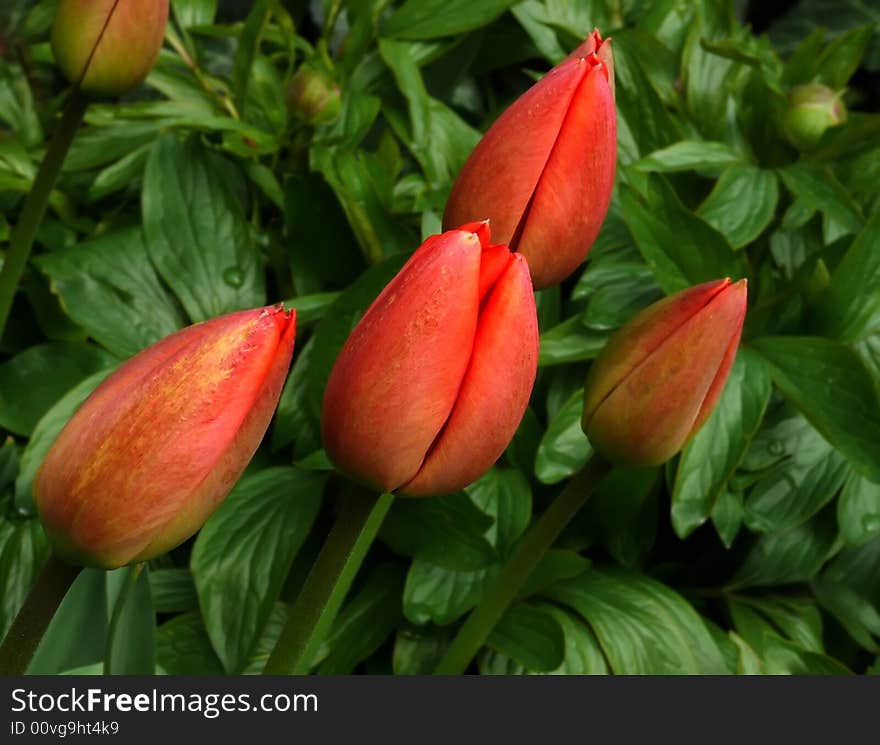 Red tulips