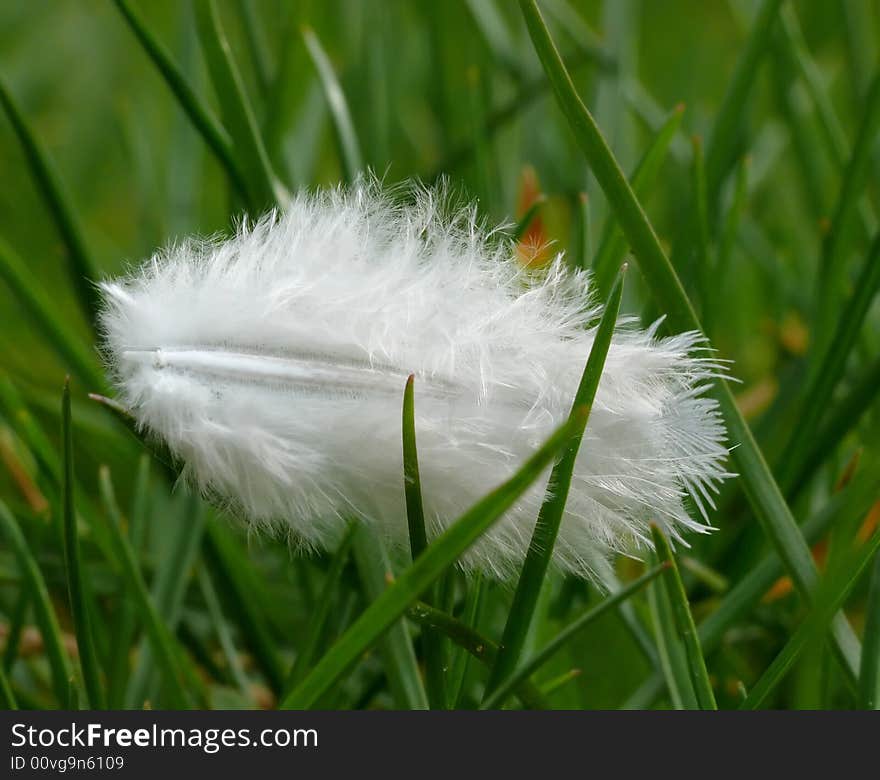 White Feather