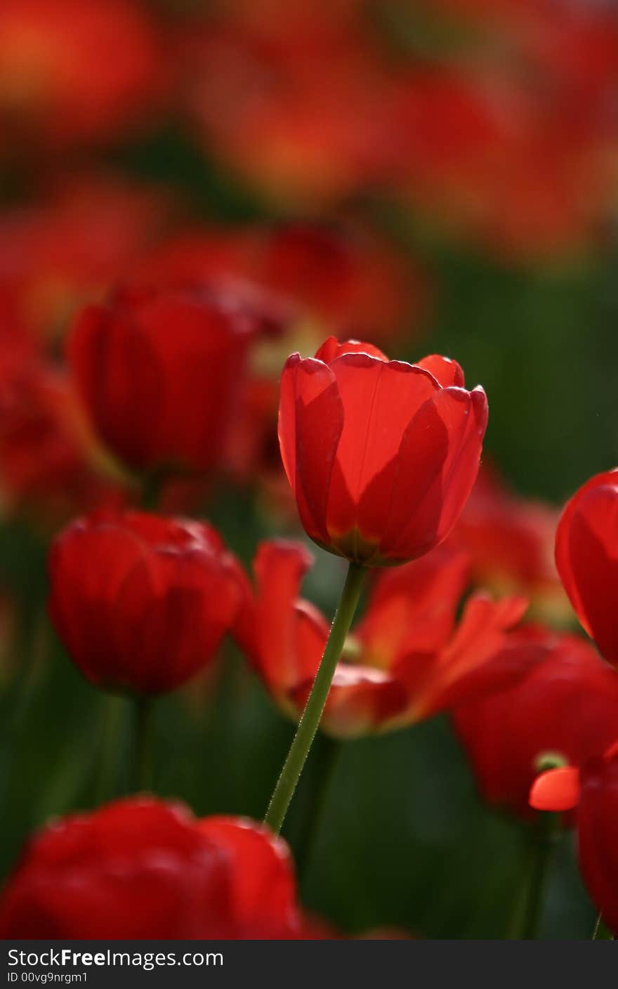 Red tulips blooming early in spring