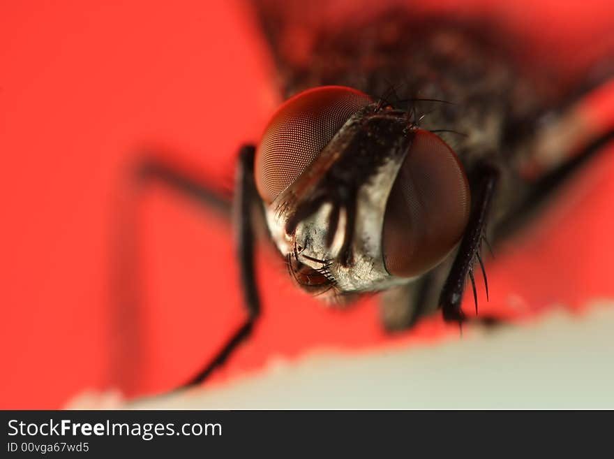 Extreme close up of housefly head