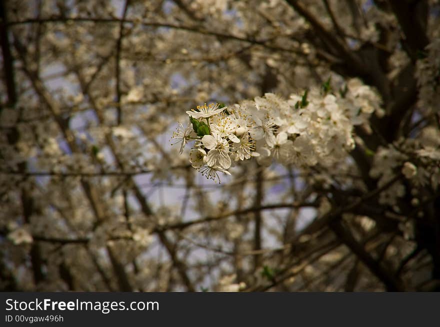 It was in my garden. Just one spring morning, bird songs and aromas. It was in my garden. Just one spring morning, bird songs and aromas.