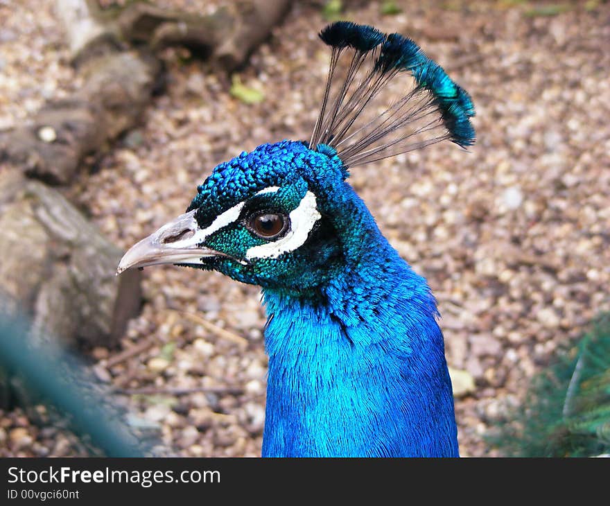 Peacock