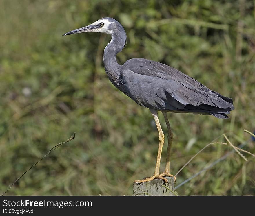 Grey heron with small fish