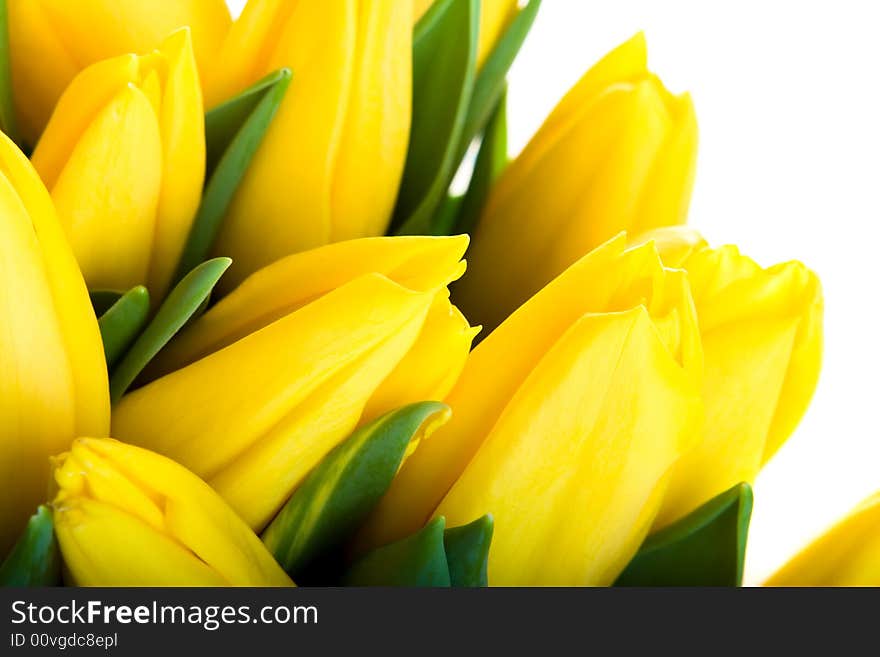 Yellow tulips isolated on white background