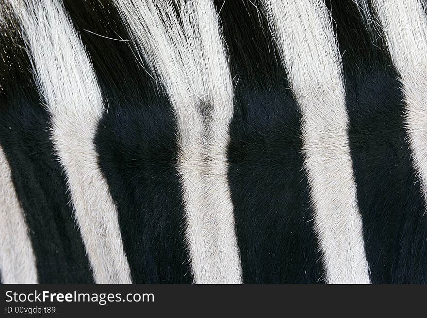 Zebra skin