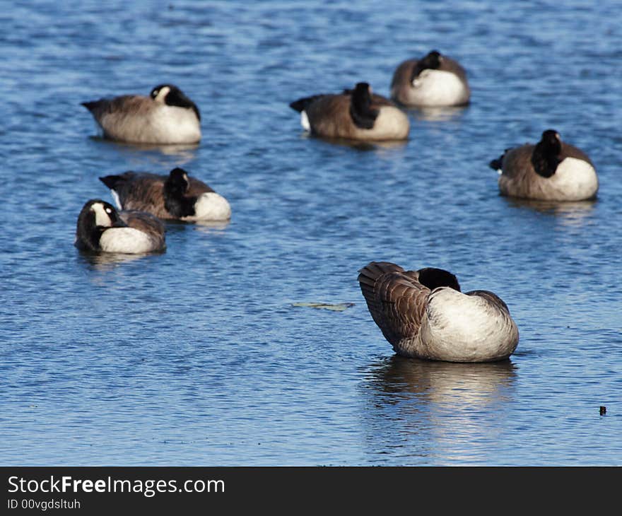 Preening Canada Geese