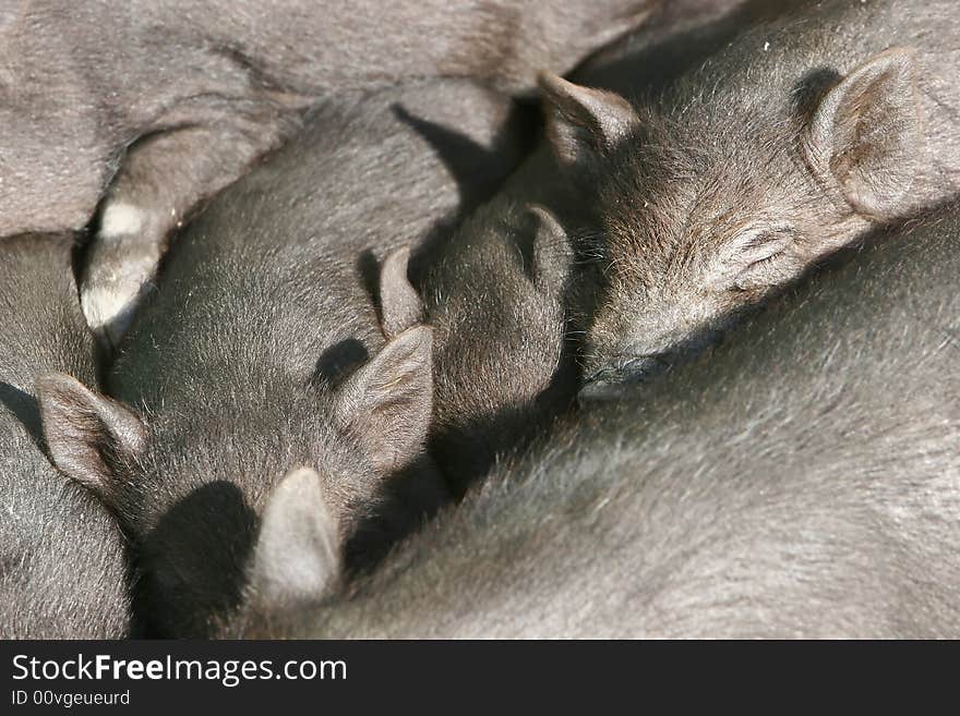 Close up of many sleeping piglets