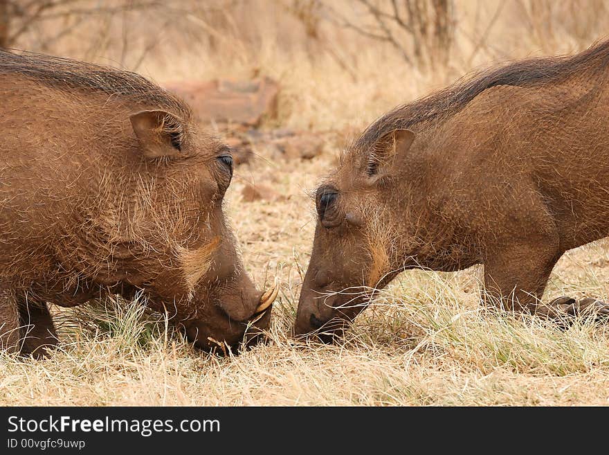 Warthogs taken in the kruger national park south africa