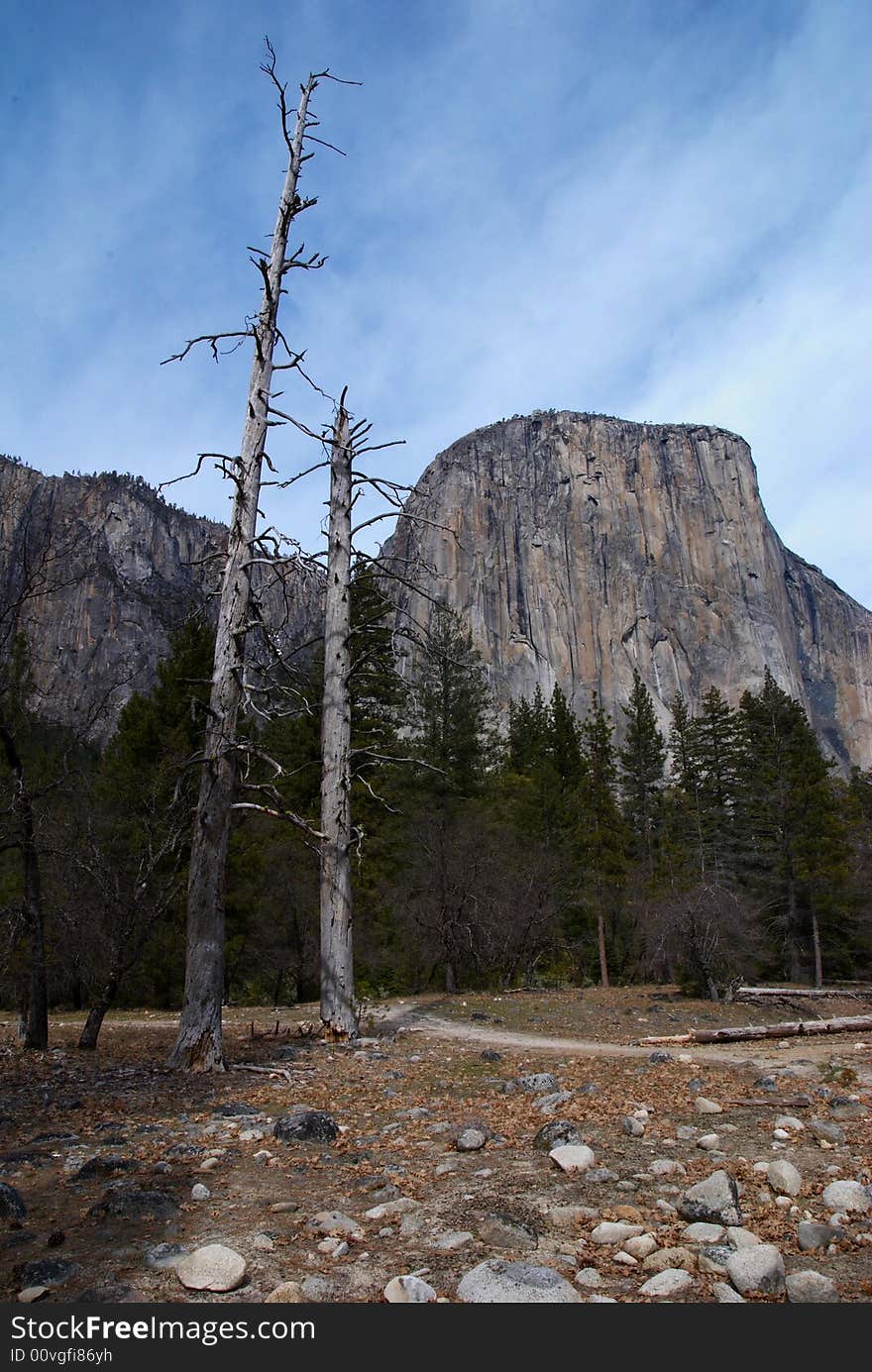 Mountain And Tree