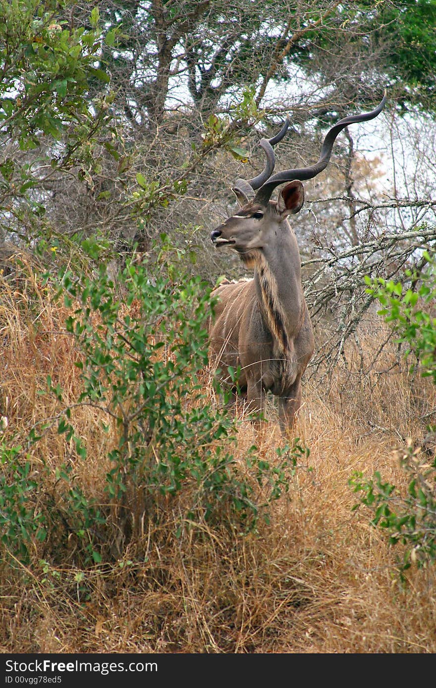 Kudu bull