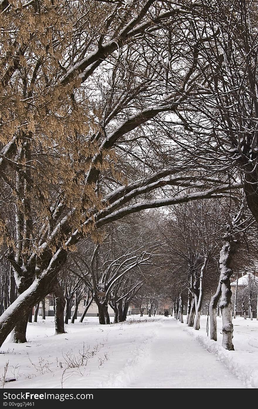 This was much coldly. I was going to the station by this park. The dark lines of the branches created the fantastic pattern. This was much coldly. I was going to the station by this park. The dark lines of the branches created the fantastic pattern.