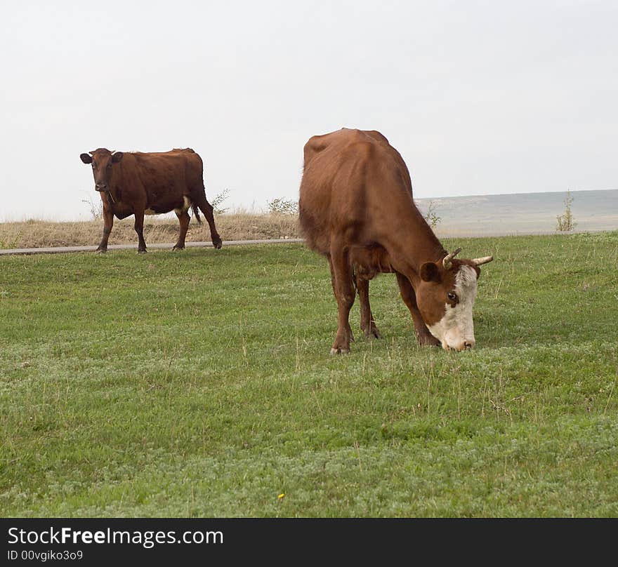 Two cows morning