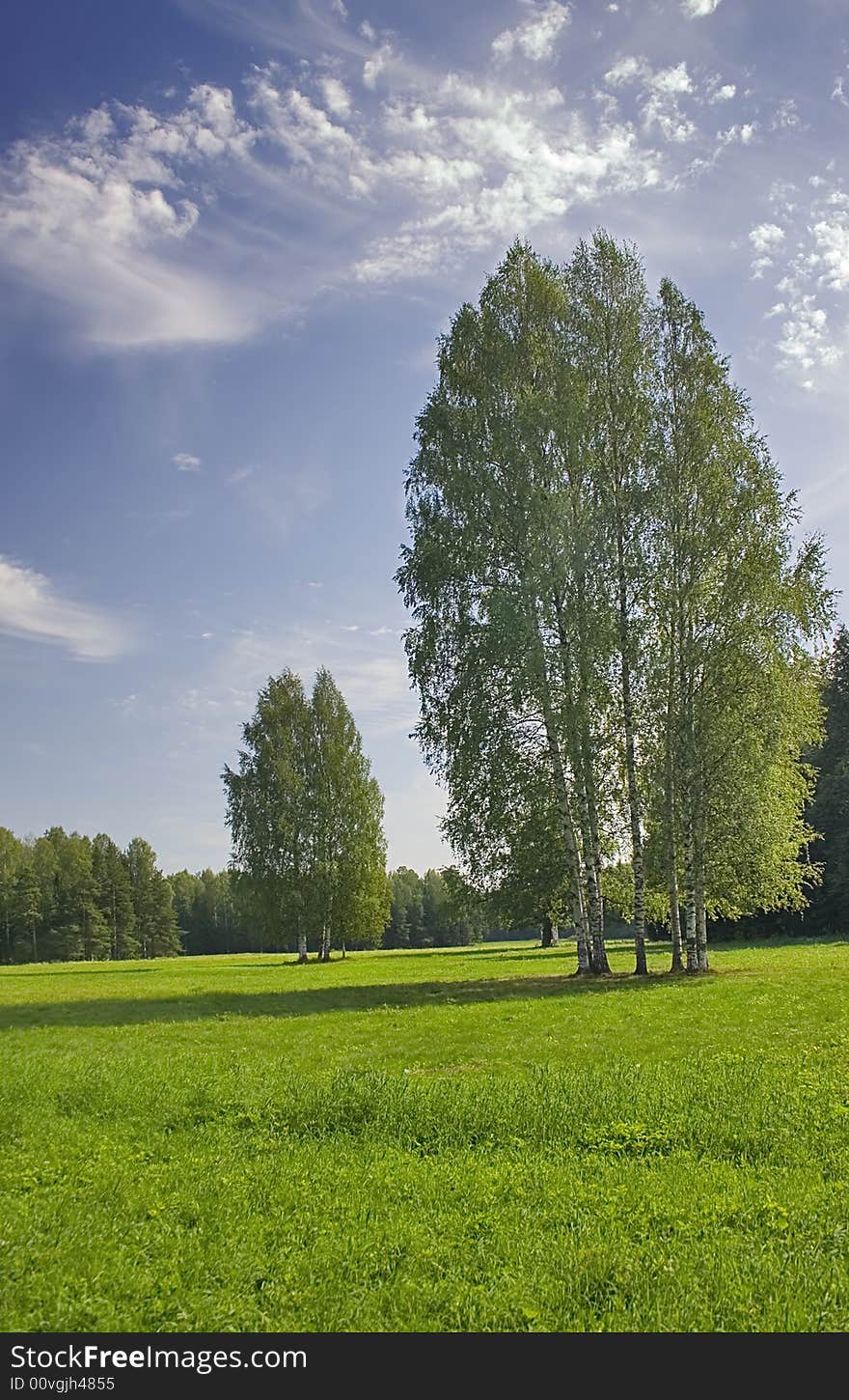 Birches Under Blue Sky