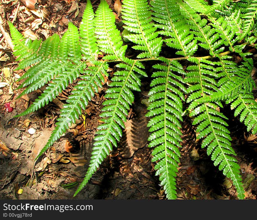 Close-up leaves of a fern