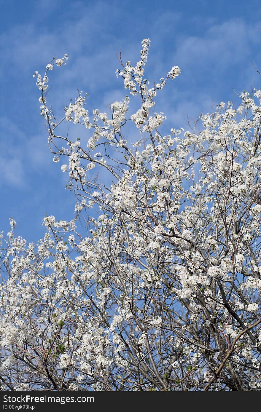 Flowering bushes against the backdrop of a blue sky