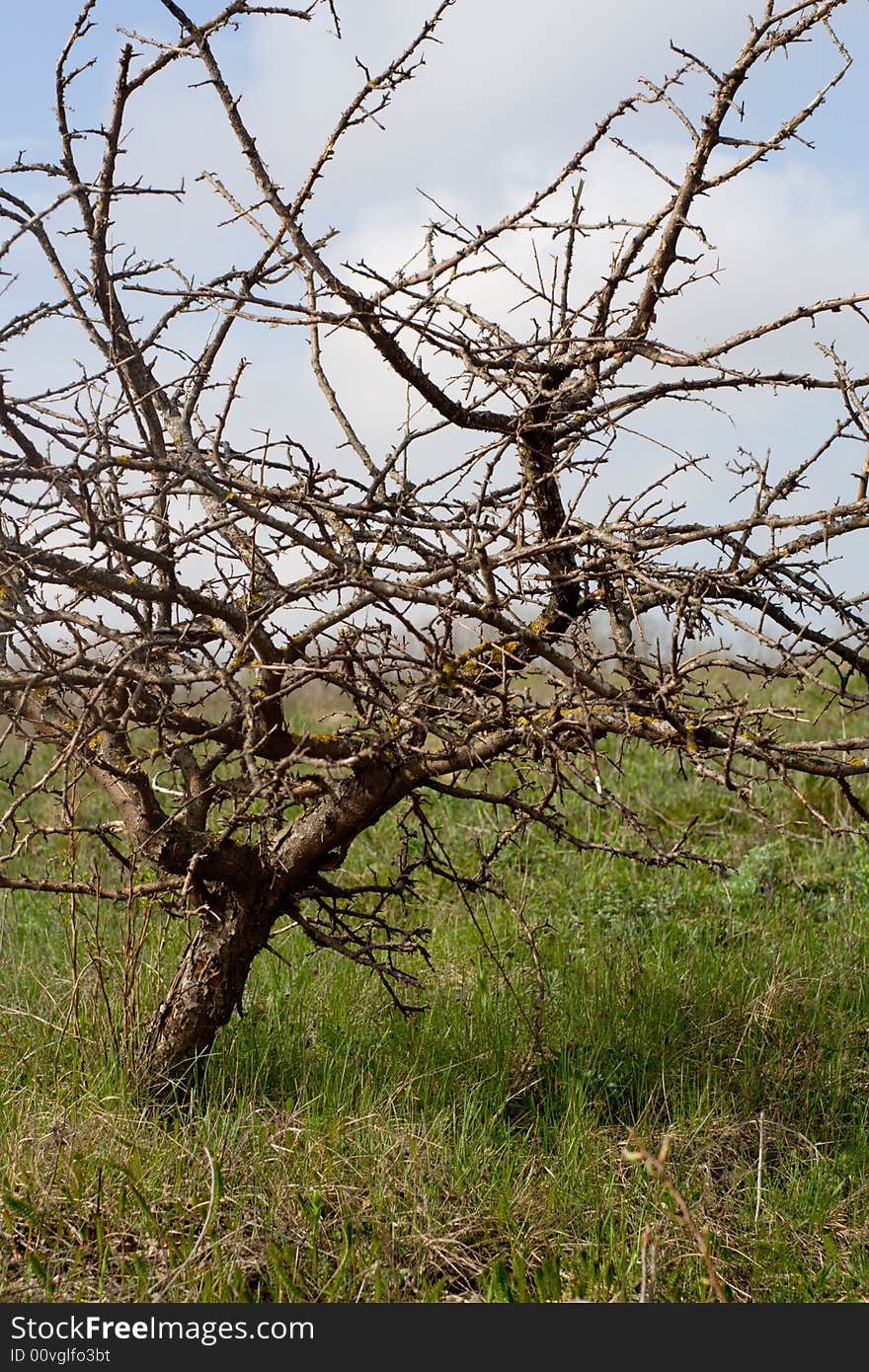 Dried Tree