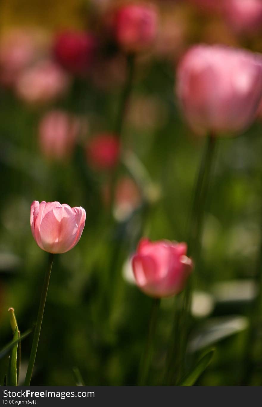 Pink tulips blooming early in spring