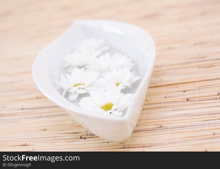 Daisy in the bowl