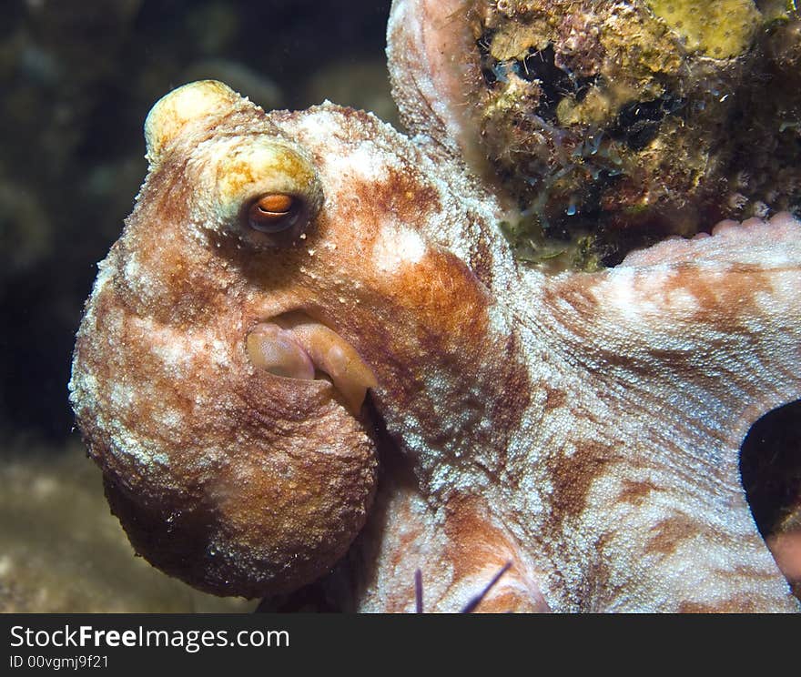 Octopus In The Wild