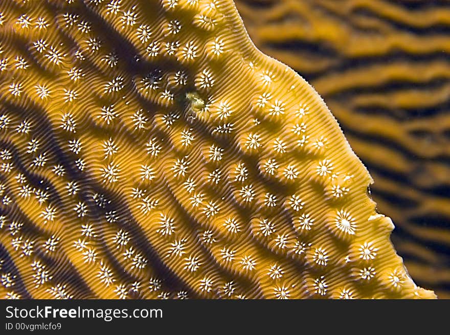 A macro shot which reveals the intricate pattern and details of some blade coral. A macro shot which reveals the intricate pattern and details of some blade coral.