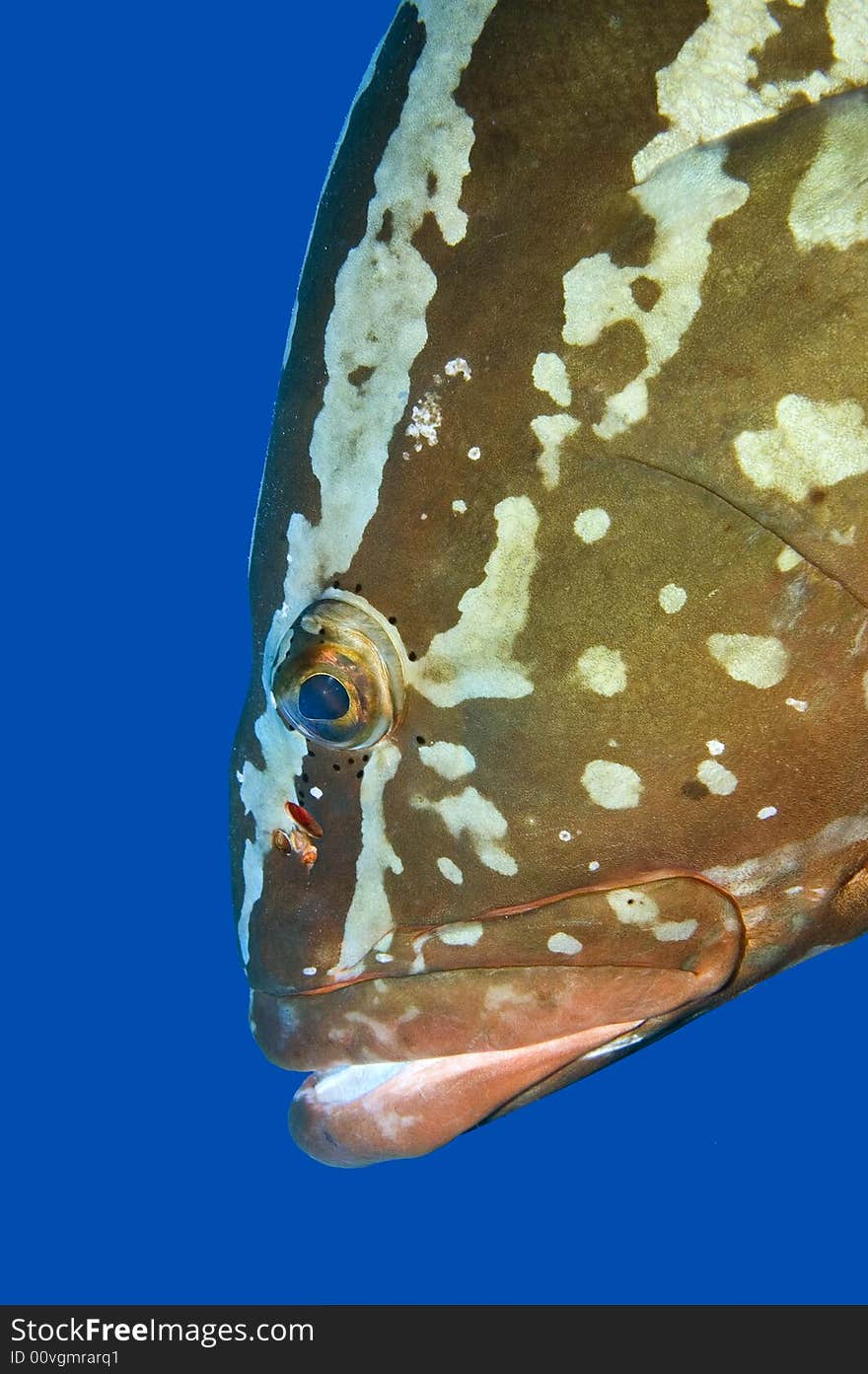 Close-up of the head of a Nassau grouper looking downwards against a blue background.
Copy space to the left and below. Close-up of the head of a Nassau grouper looking downwards against a blue background.
Copy space to the left and below.