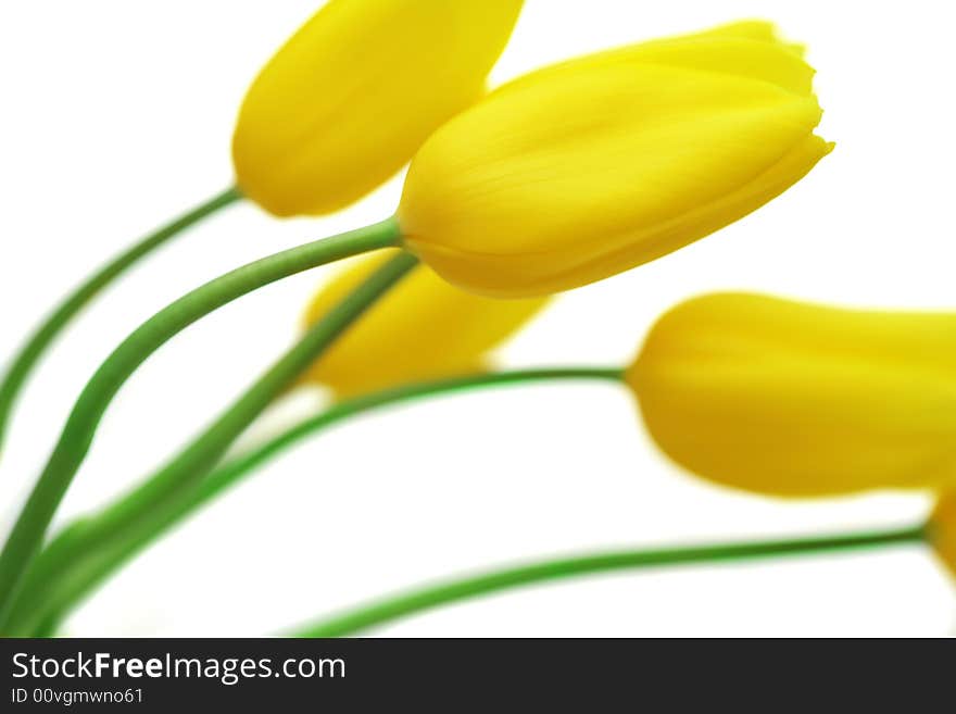 Bouquet of tulips