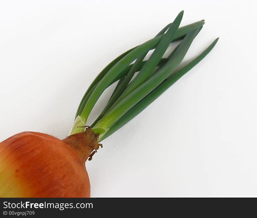 One onion isolated in white