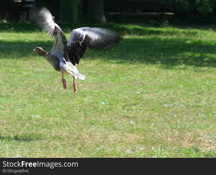 Duck in flight