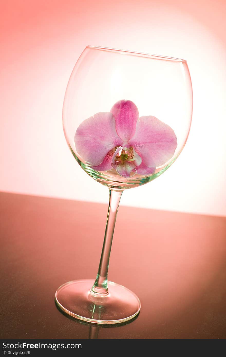 Pink orchid in the wine glass