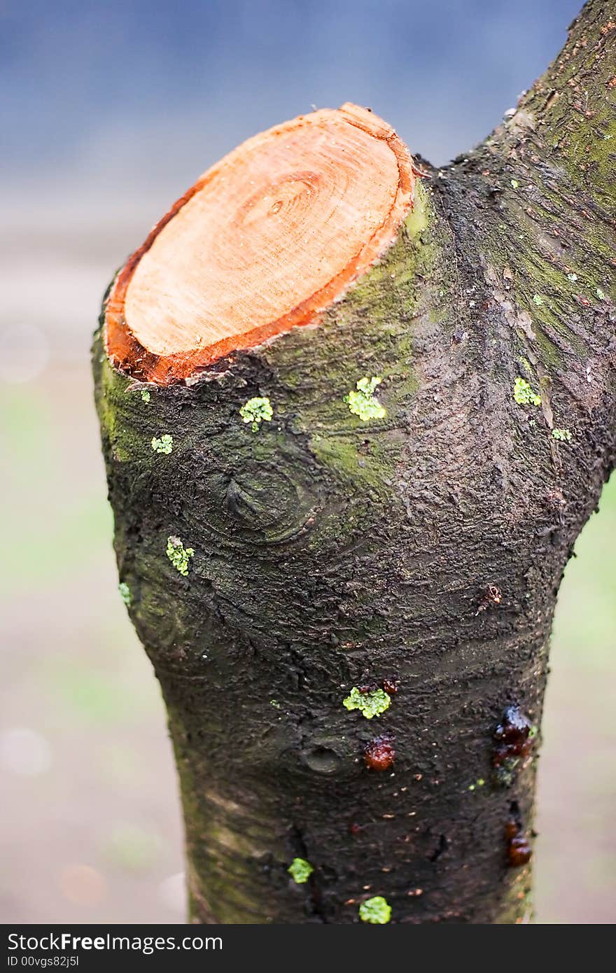 Abstract Color nature background - part of tree