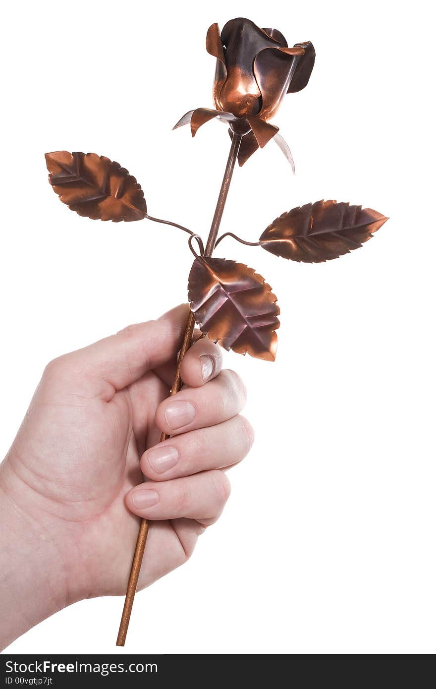 Hand holds the metal rose. Isolated on white. Hand holds the metal rose. Isolated on white.