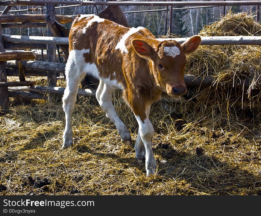 The image of the young bull going on a shelter in the spring. The image of the young bull going on a shelter in the spring