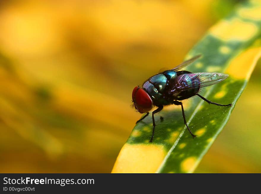 A fly in clear daylight in tropical mountain areas