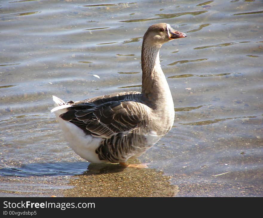 Long Neck Duck