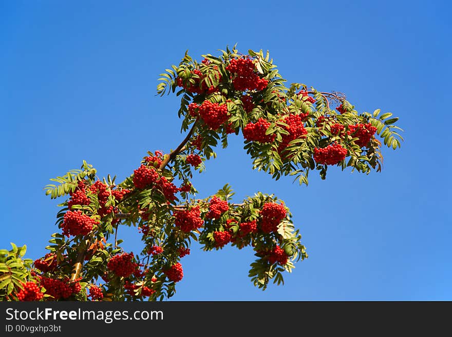 Rowan branch on the sky background. Rowan branch on the sky background