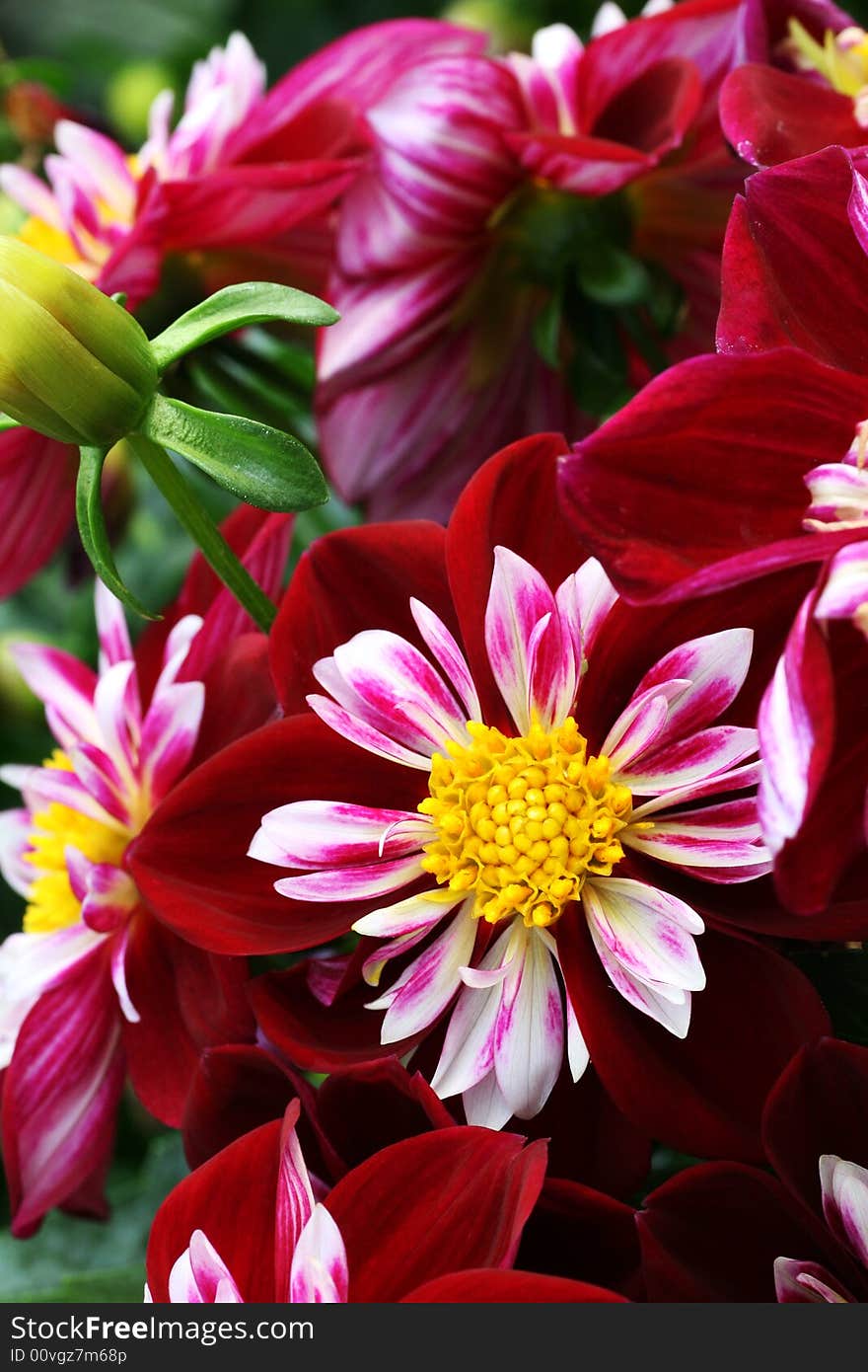 Macro of deep red dahlia blossoms. Macro of deep red dahlia blossoms