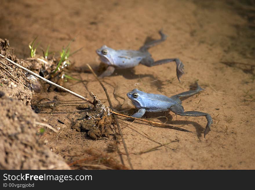 Blue Frogs In Water