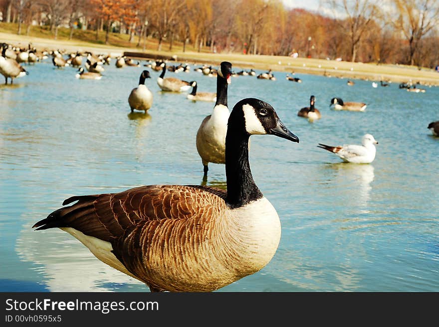 Geese In The Pond