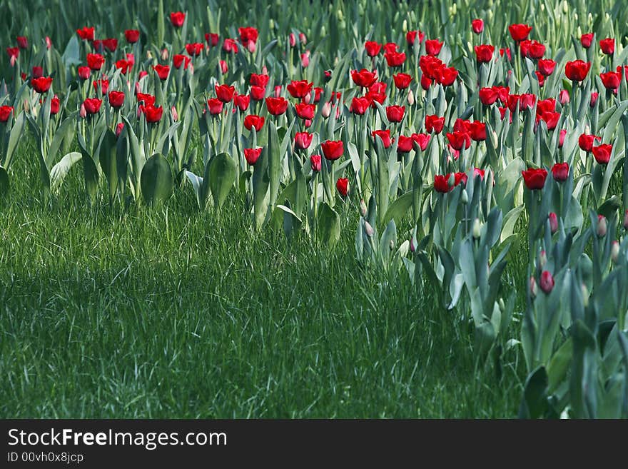 Under the sunshine,red tulips on the lawn.