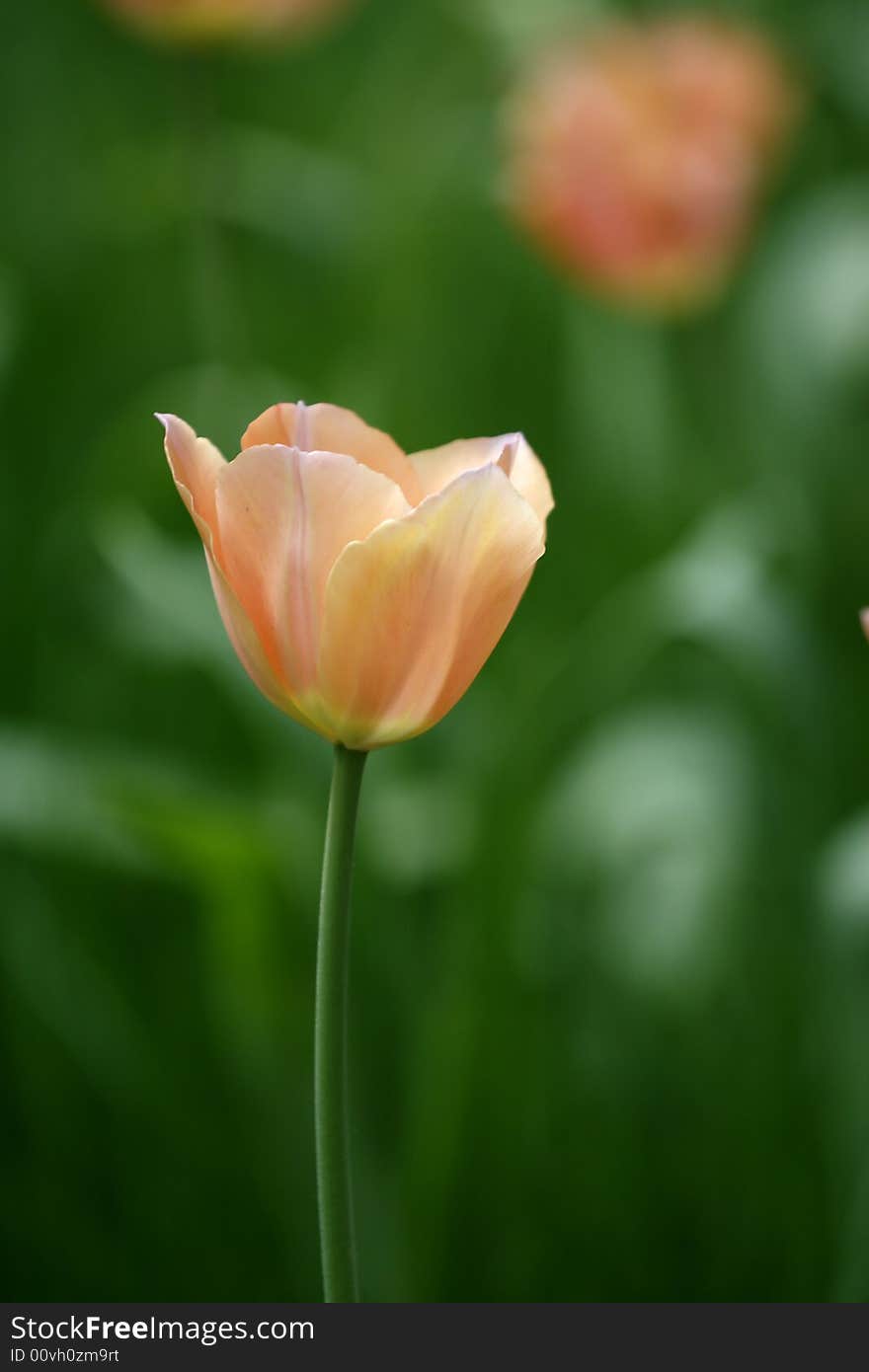 Champagne Tulip.