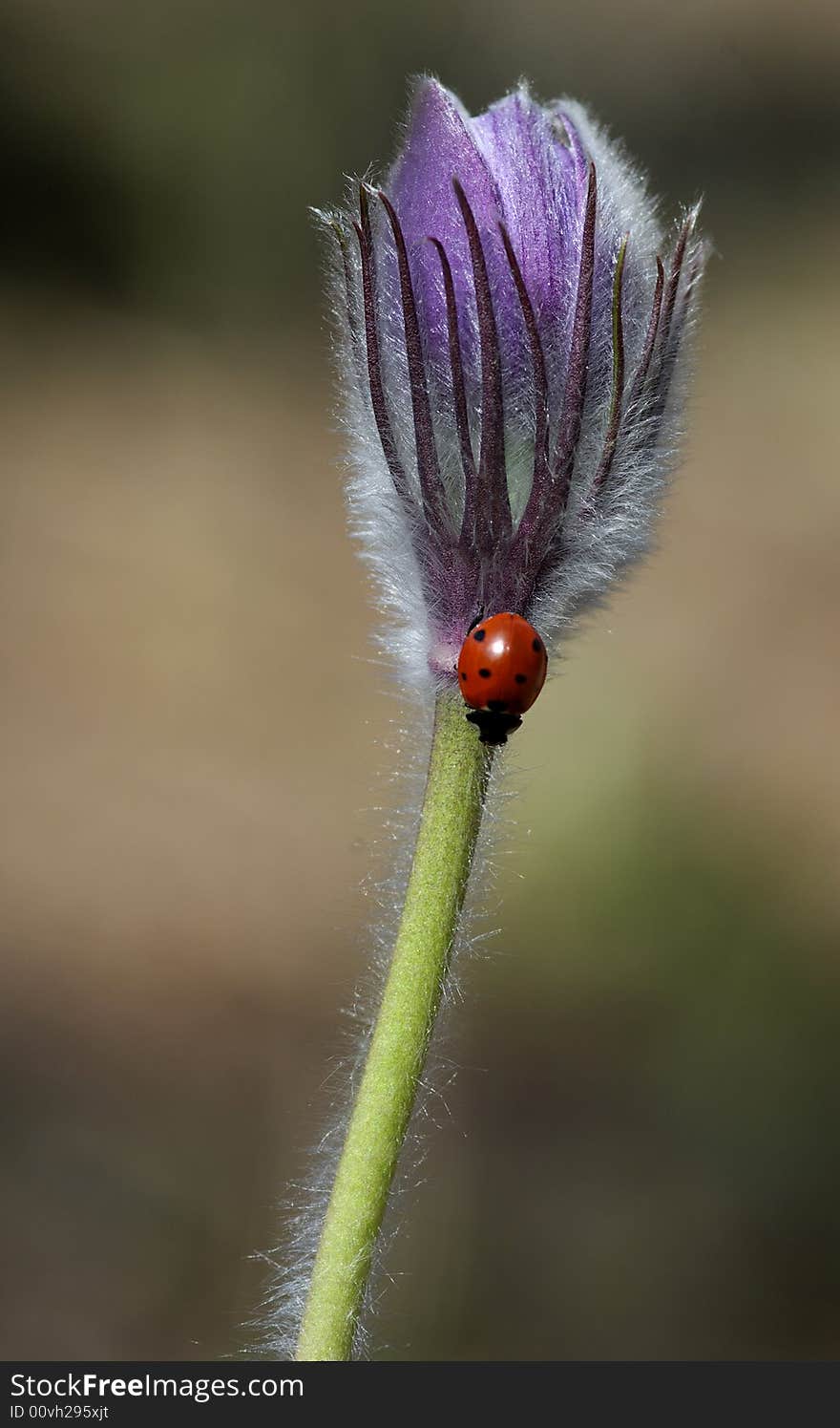 Ladybug in Pulsatilla patens