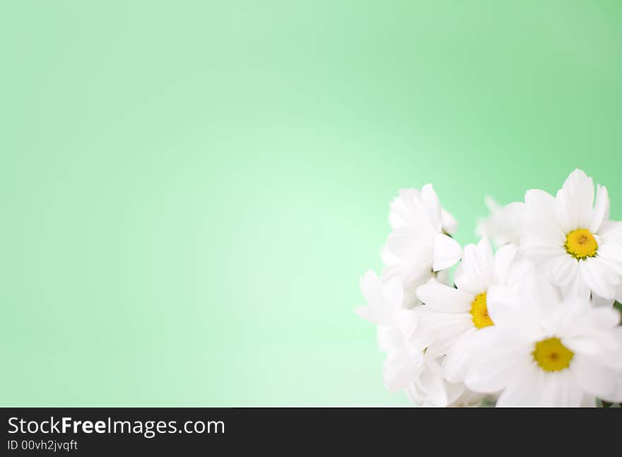 White daisy flowers on the green background