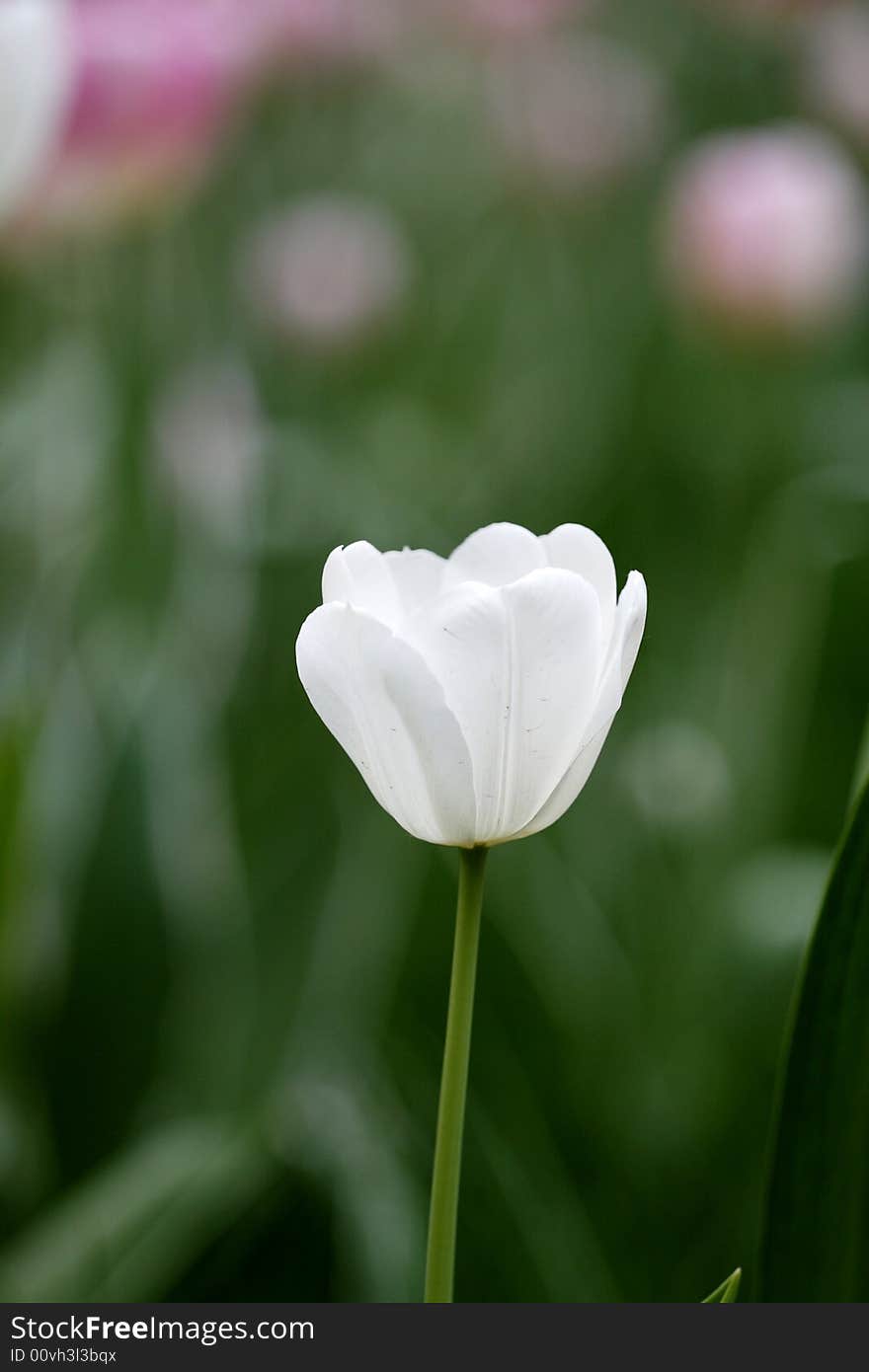 White tulip in the garden.