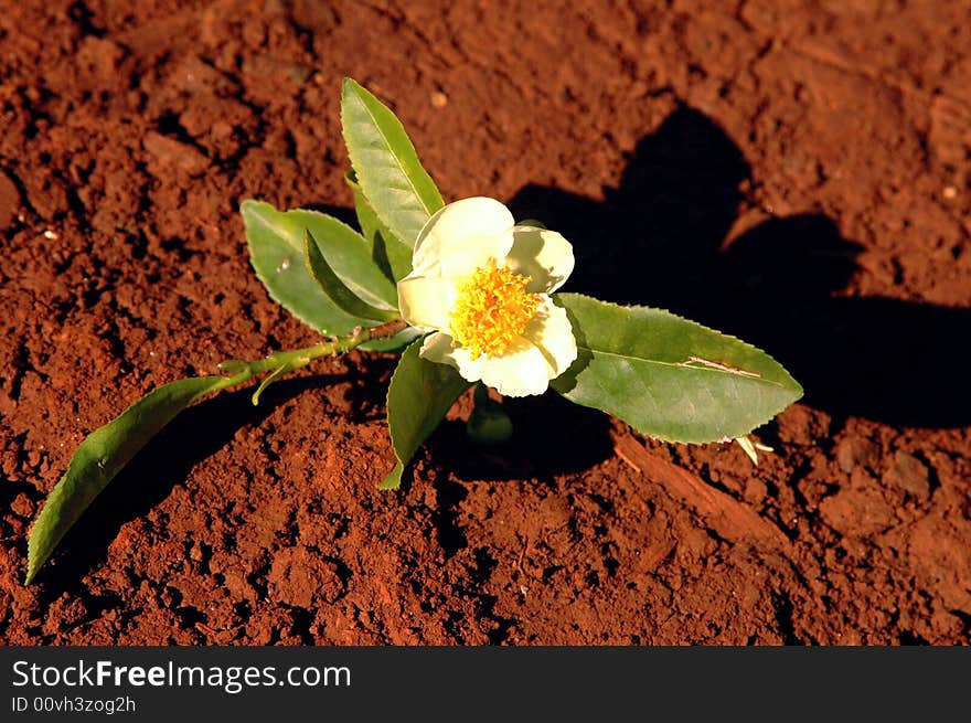 A tea flower over red earth in Misiones Argentina