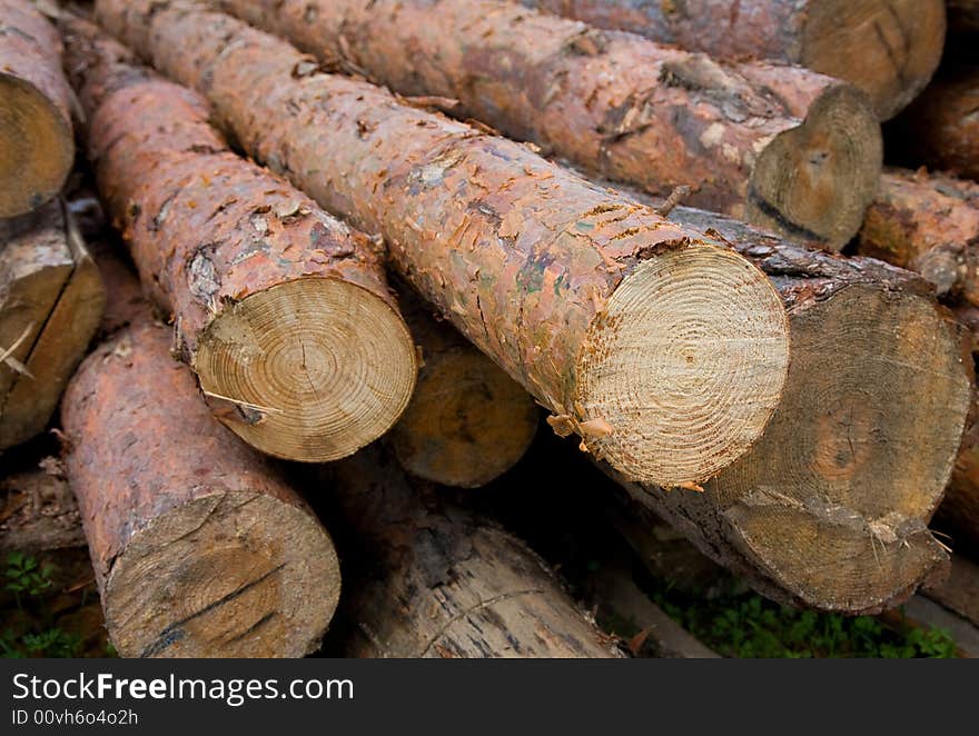 A logs neatly stacked, pines