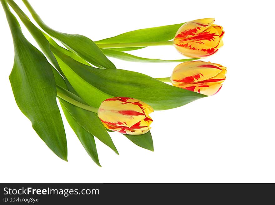 Three tulips on white background